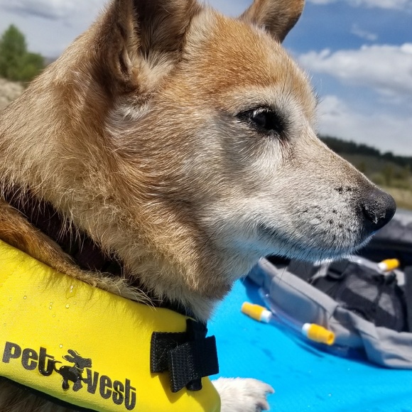 Meet your Posher, Dan - Picture 1 of 1